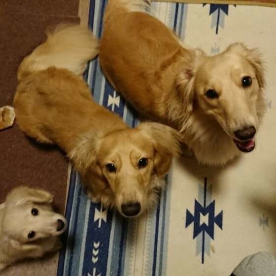 3匹そろってハイチーズ♡りくくん