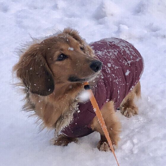 散歩をするミニチュア・ダックスフンド