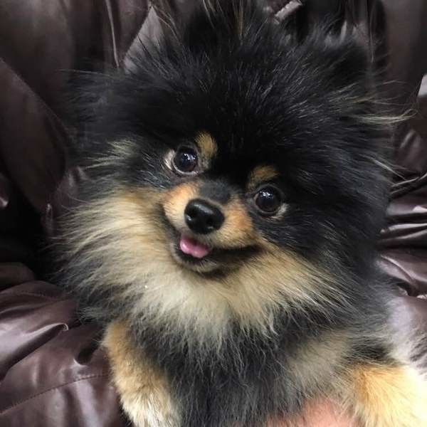 笑顔を見せるポメラニアン