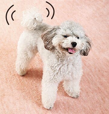 興奮しすぎないか様子を見て