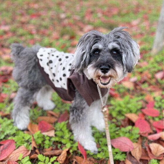 散歩するミニチュア・シュナウザー