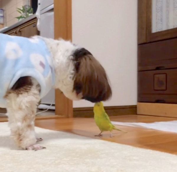 インコに遊ばれるシー・ズー