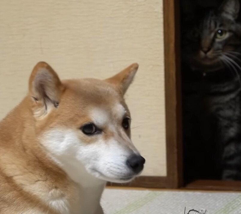 気まずそうな柴犬ハナちゃん