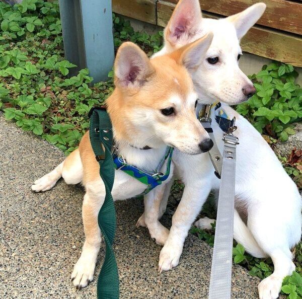 お散歩する梅ちゃん、稀ちゃん