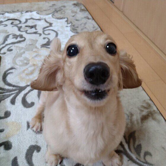 ミニチュア・ダックスフンドのりんちゃん