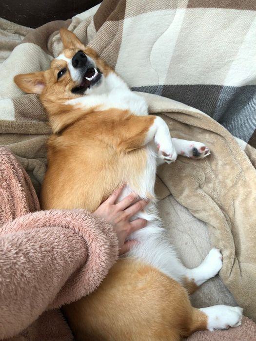 家でくつろいでいる姿もかわいい!