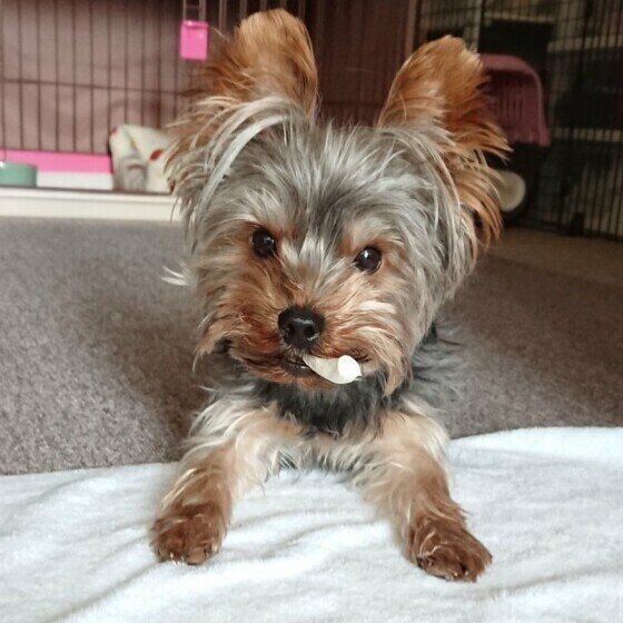 ヨークシャー・テリアのまろちゃん