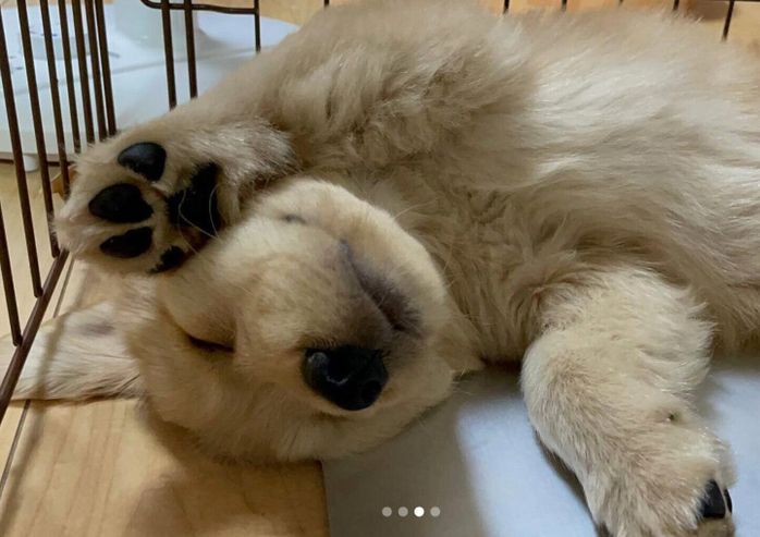 お迎え初日のこはるちゃん