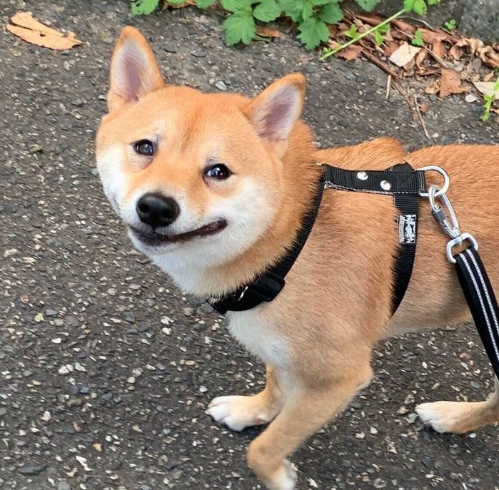 飼い主さんを見上げるろくくん