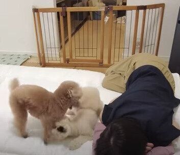 わちゃわちゃする虎太郎くんと三桜ちゃん