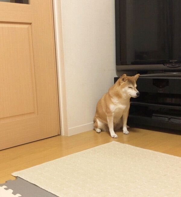 隅っこに座るももちゃん