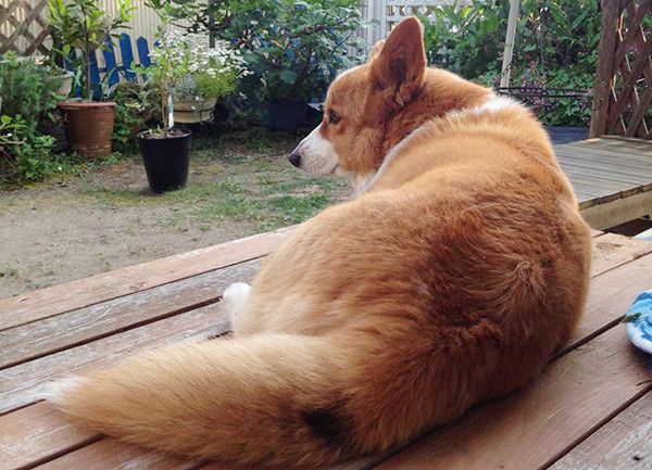 見つめるウェルシュ・コーギー・ペンブローク