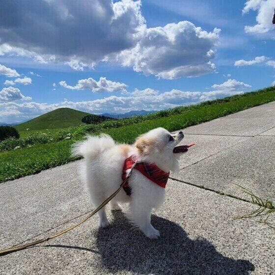 お散歩するポメラニアン