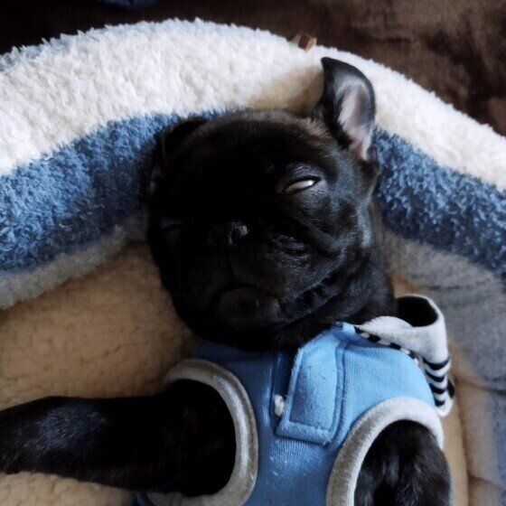 中型犬のけんたくん