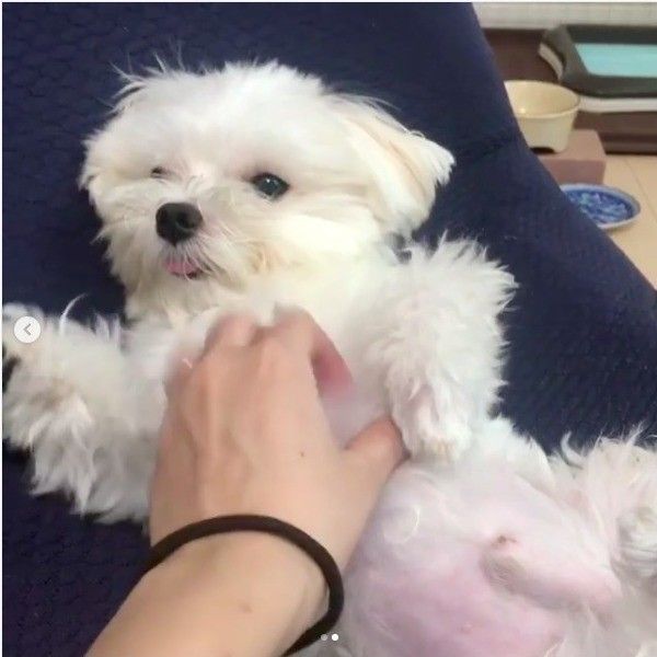 おっさん化ワンコ