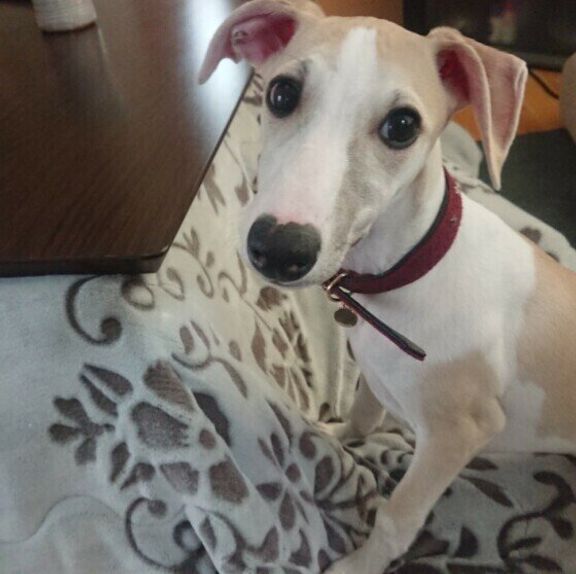 ウィペットのゆりの助ちゃん