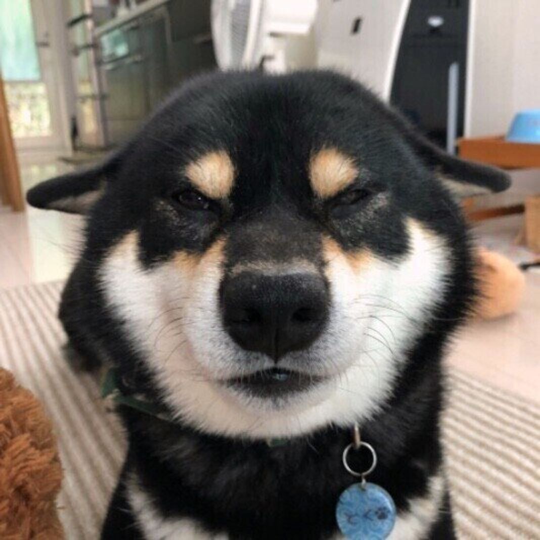 犬が ヒコーキ耳 するのを見た人は何 その時の犬のキモチは いぬのきもちweb Magazine 犬が ヒコーキ耳 するのを見た人は何 その時の犬のキモチは いぬのきもちweb Magazine