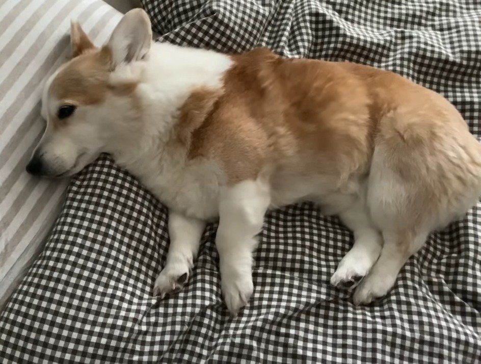 大好きなママのにおいを感じながらうとうとするコーギー いぬのきもちweb Magazine