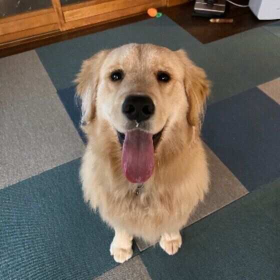 ゴールデンの子犬