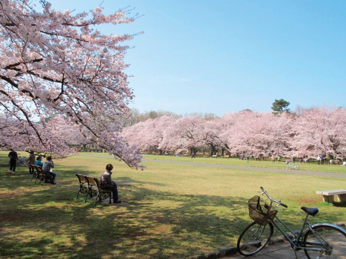 東京都　小金井公園　桜　花見