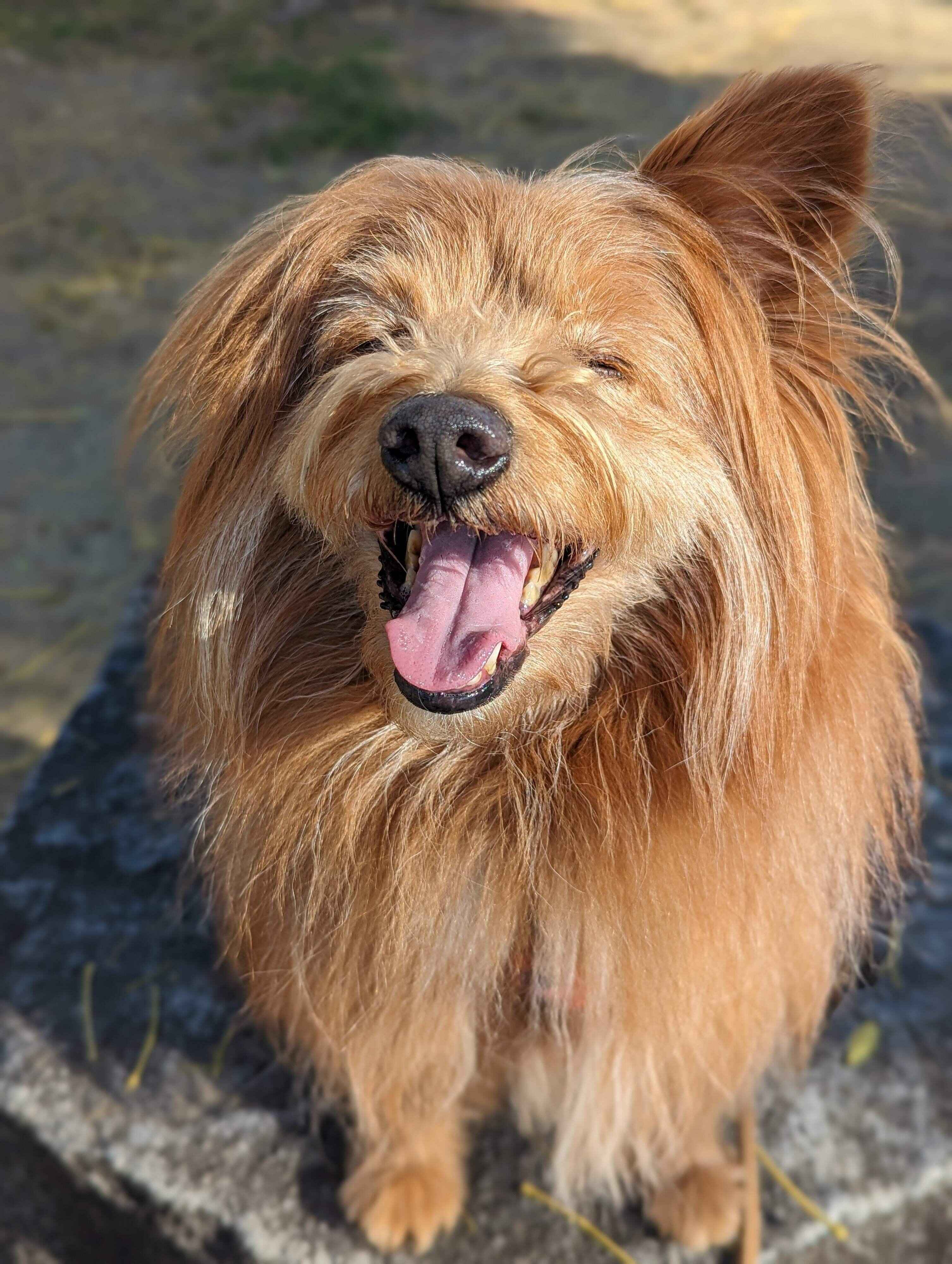 ニコニコしている犬の写真