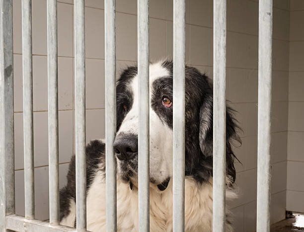 ピレニアン マスティフの特徴 性格 最新価格と飼い方 いぬのきもち 犬図鑑 いぬのきもちweb Magazine