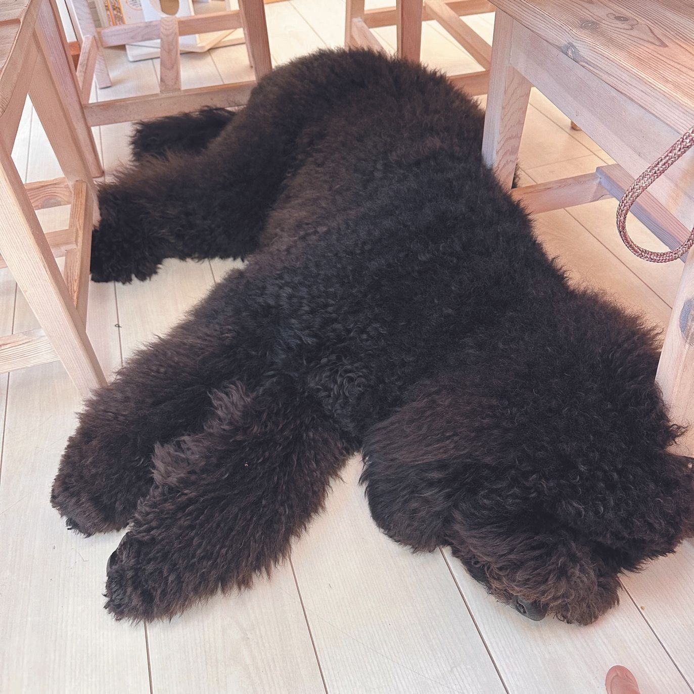 マッシュくん（オス・1才／ 25.0㎏／スタンダード・プードル）