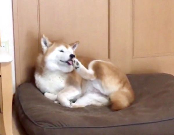 後ろ足を舐めるロペさん