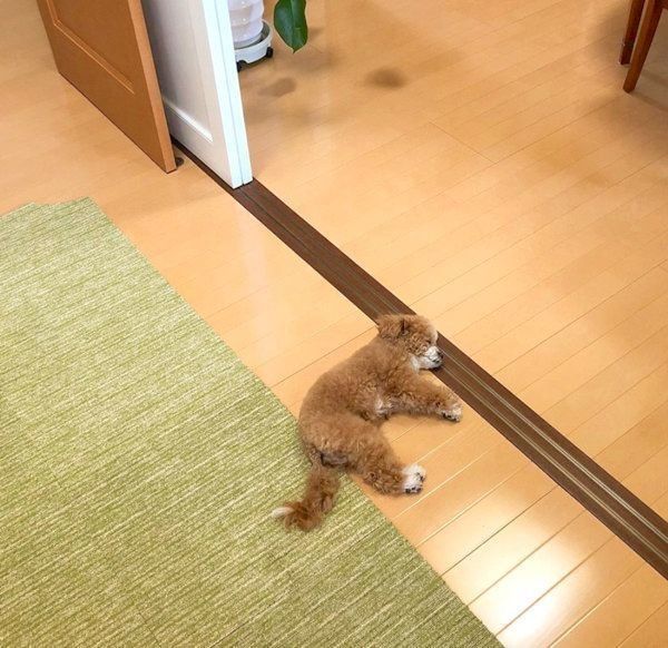 フローリングで寝るあんずちゃん