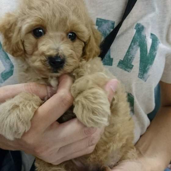 僕たち子犬はたくさん食べます♪