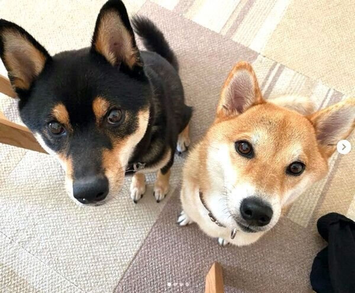子犬と先住犬がドキドキの対面 ぎこちない関係 が今ではよい距離感に 変化にグッとくる いぬのきもちweb Magazine 子犬と先住犬がドキドキの対面 ぎこちない関係 が今ではよい距離感に 変化にグッとくる いぬのきもちweb Magazine
