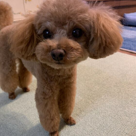 サマーカットをするトイ・プードル