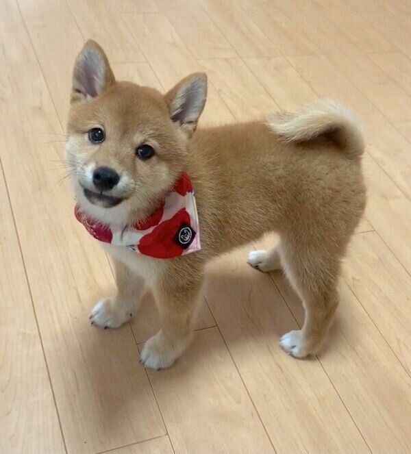 子犬時代のチロちゃん