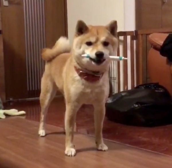 豆柴の豆千代くん