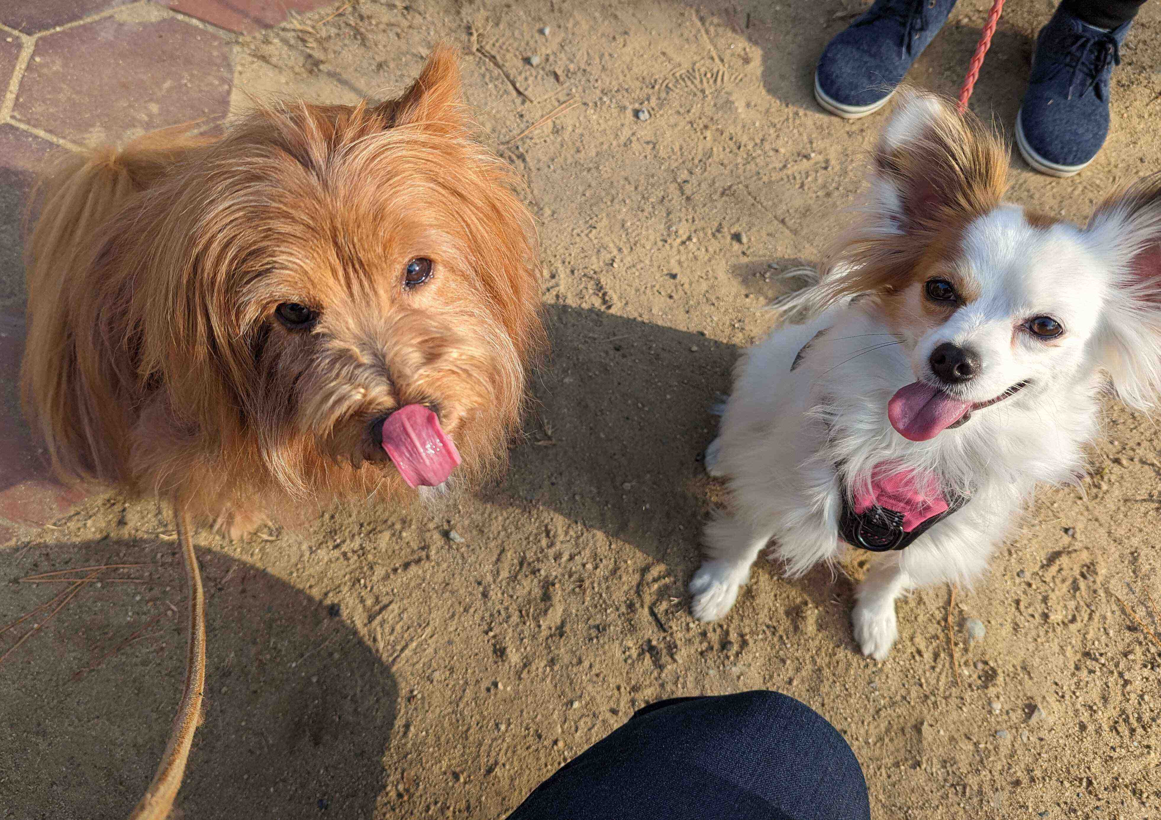 ペロリしている犬が並んでいる写真