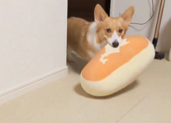 「北海道チーズ蒸しケーキ」のクッションが大好きなこまちちゃん