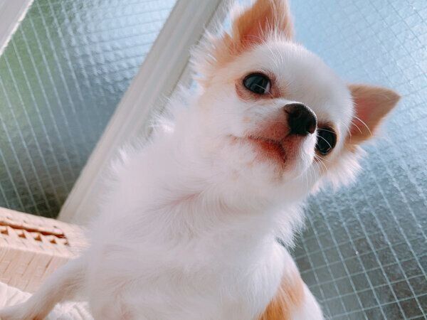 正式に家族になった日のいずも丸くん