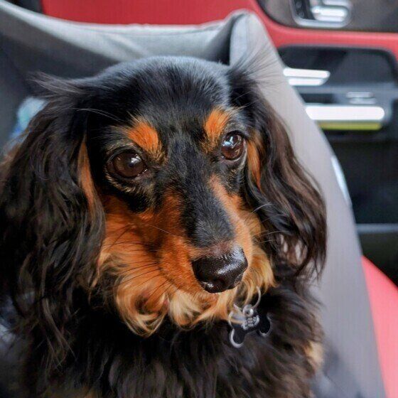 カニーンヘン・ダックスフンドのもみじちゃん