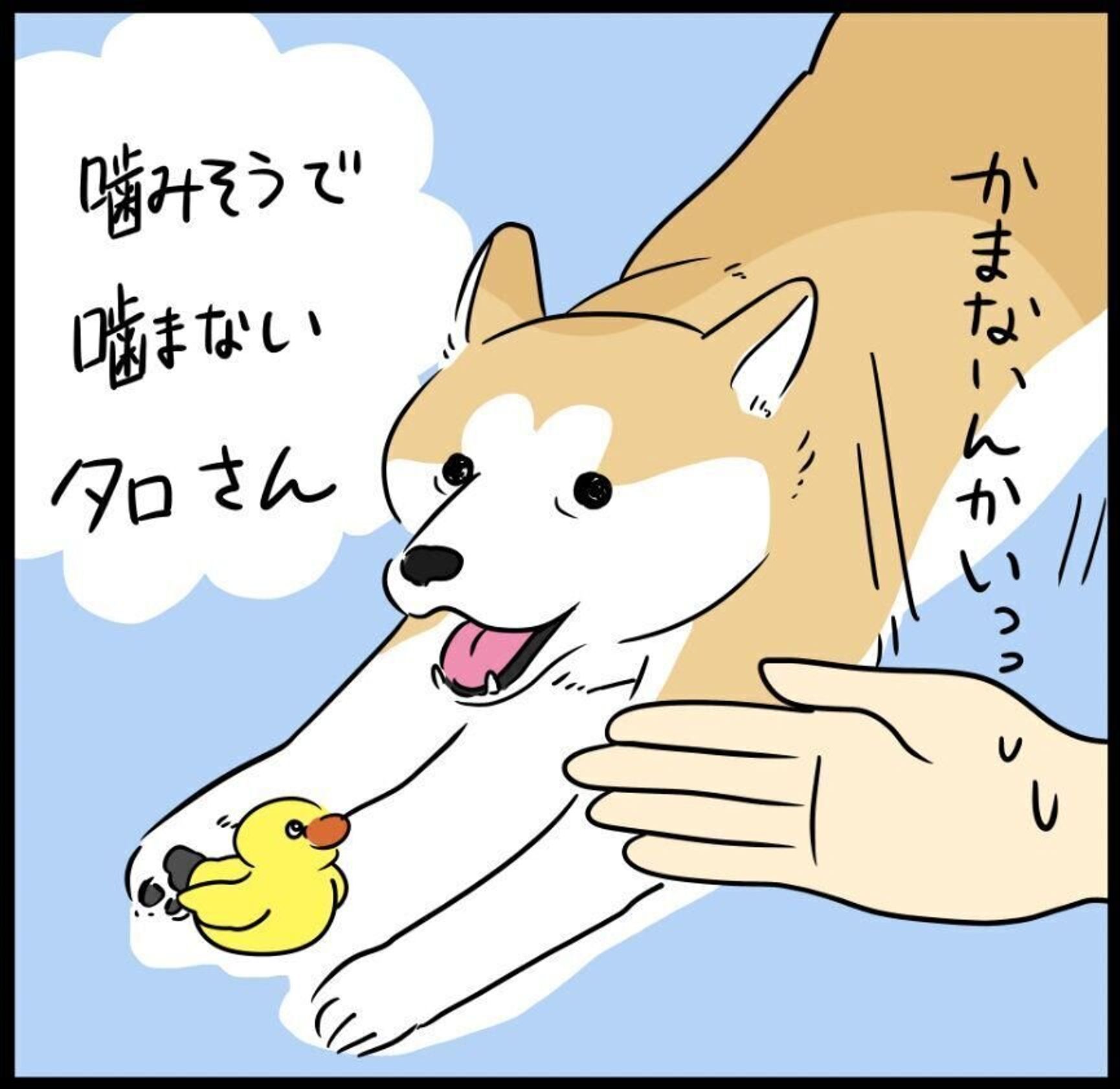柴犬タロさんの謎すぎる行動 まさかのウケ狙い 犬もフレーメン反応するの 連載 モフモフ柴とプニプニ娘 第168話 いぬのきもちweb Magazine 柴犬タロさんの謎すぎる行動 まさかのウケ狙い 犬もフレーメン反応するの 連載 モフモフ柴とプニプニ娘 第168話 いぬのきもちweb Magazine