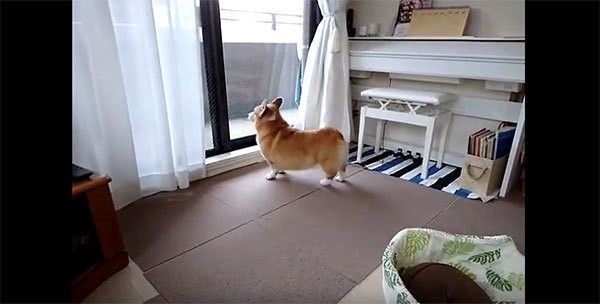 見つめるコーギー