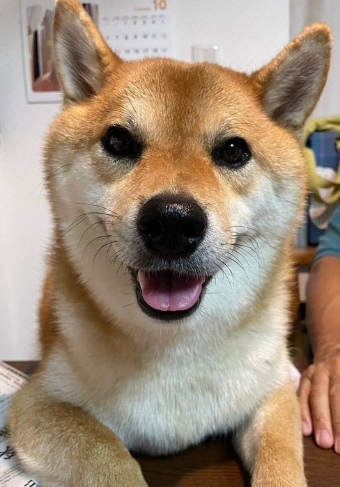 こちらを見つめる柴犬