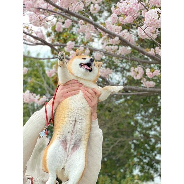 桜の木の下で抱っこしてもらうクリ丸ちゃん