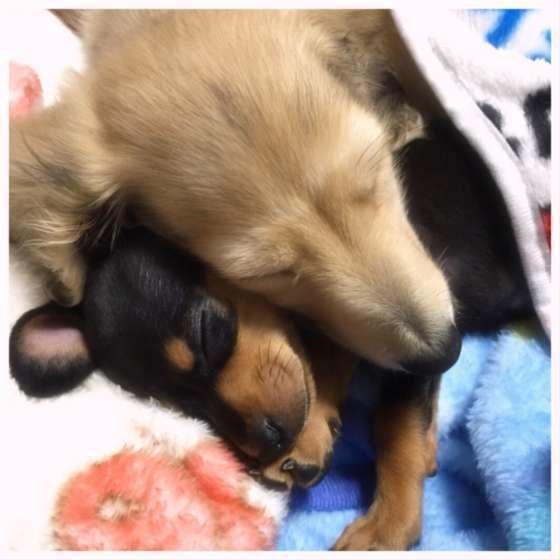 寄り添って眠るカニーンヘン・ダックスフンド