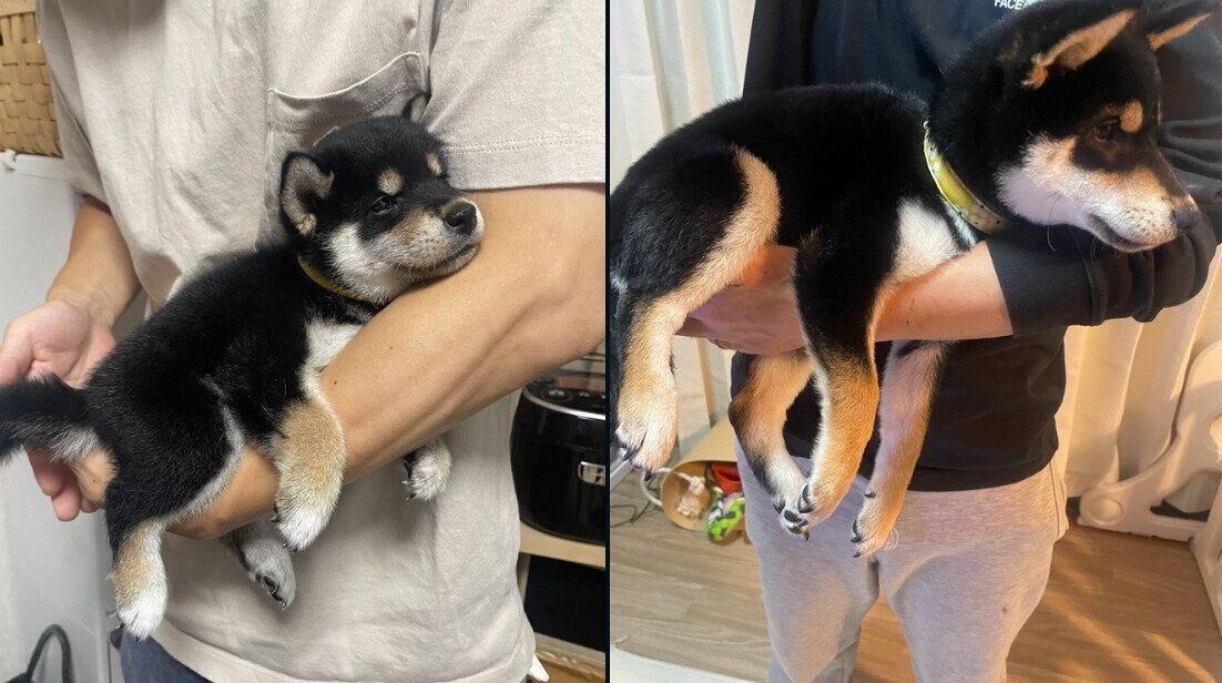 むくげちゃんの成長ビフォーアフター