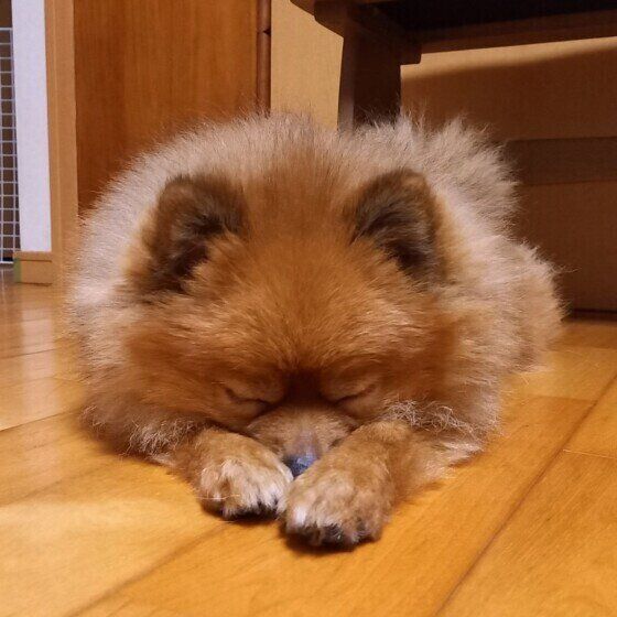 フローリングで眠るポメラニアン