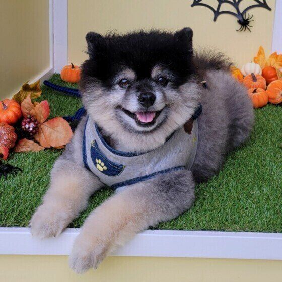 とっても可愛い笑顔のワンちゃん