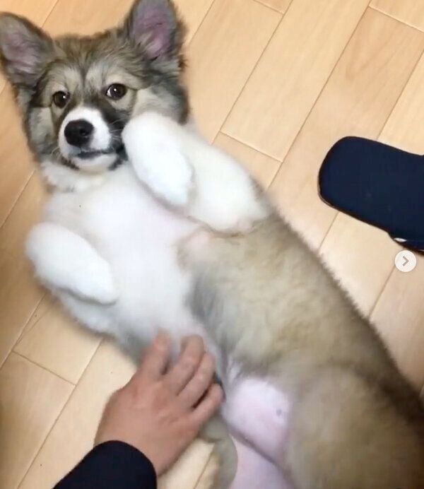 甘えるフィオちゃん