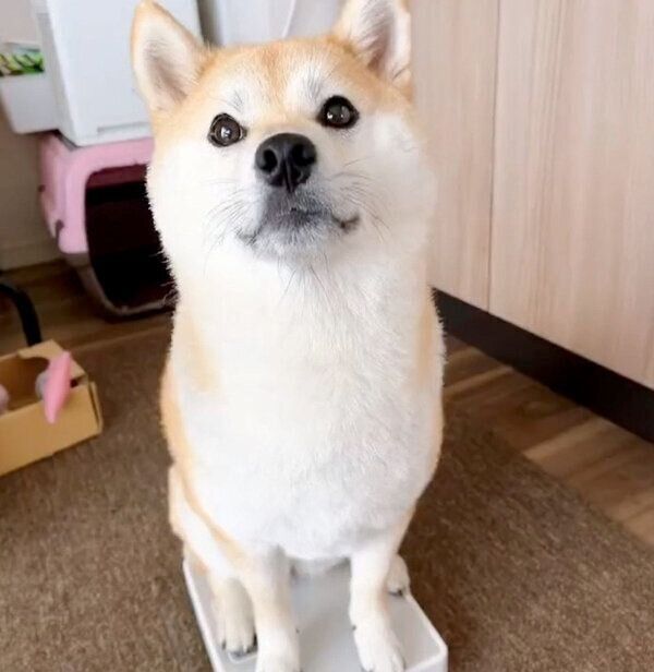 体重計に乗るももちゃん