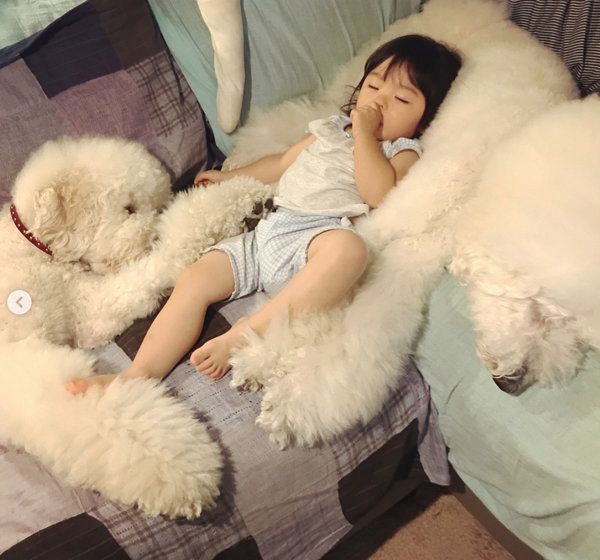 スタンダード・プードルのりくちゃんとがくちゃん