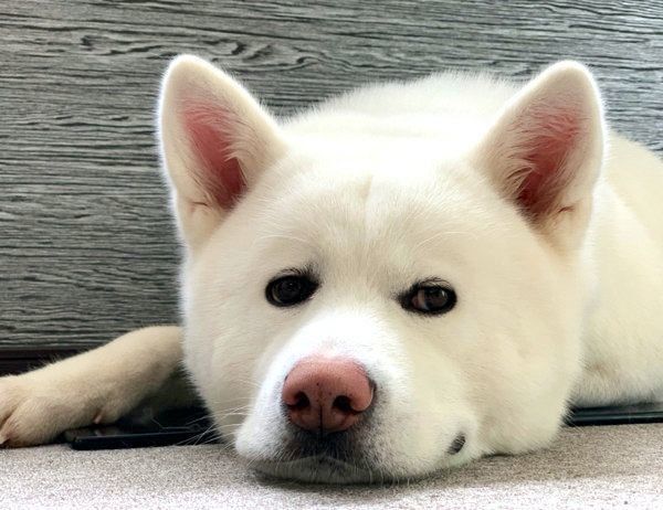 見つめるもんたろうくん